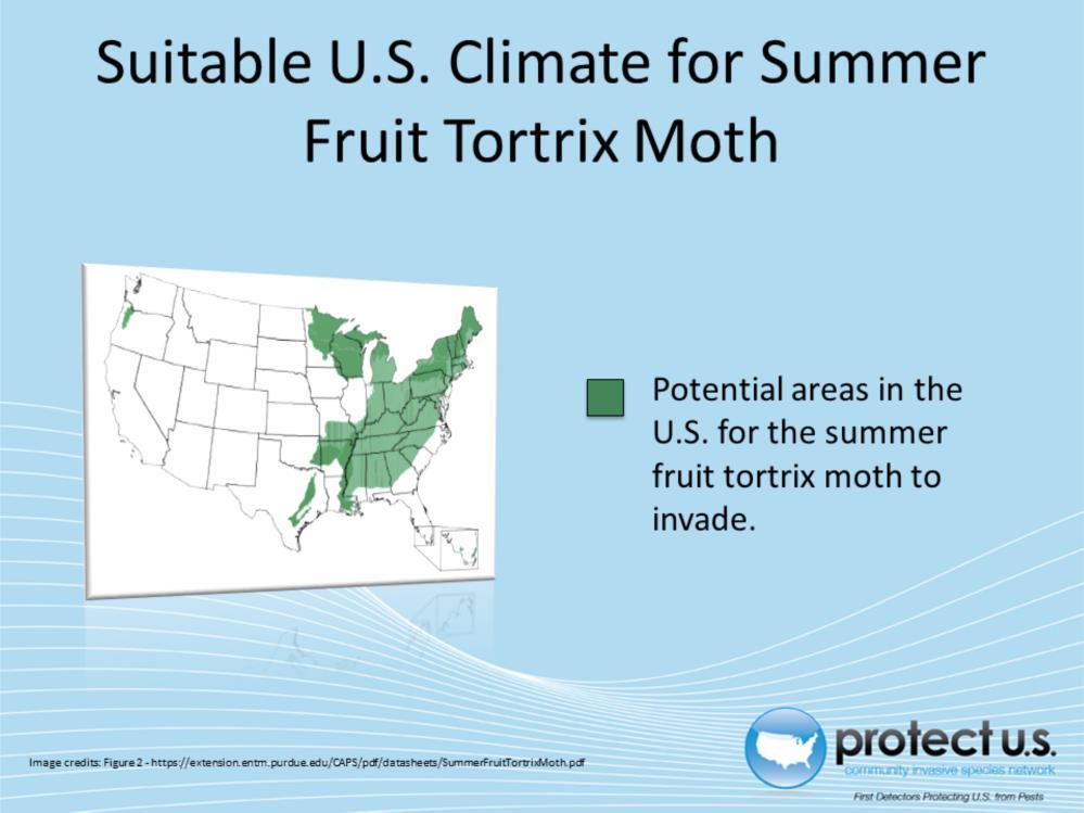 The summer fruit tortrix moth is a common pest of Europe and Asia. Although the pest has not yet established in the United States, there is a risk that it eventually will.