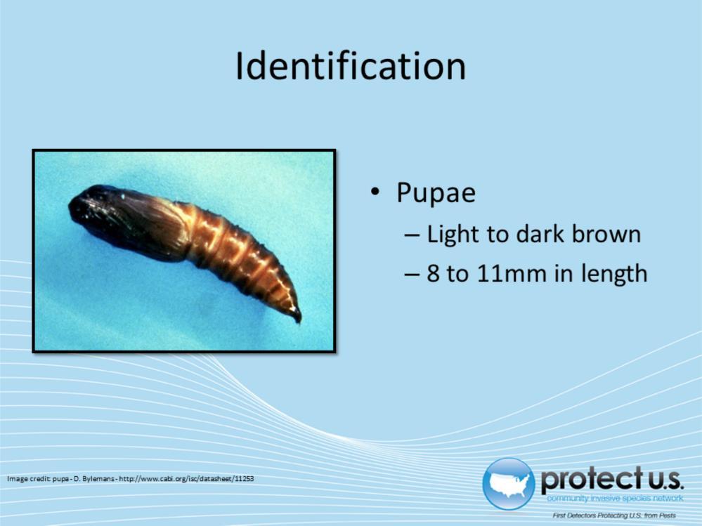 Pupae are a light brown chrysalis that will turn a darker brown as the insect gets closer to adult emergence. It is about 8 to 11mm in length.