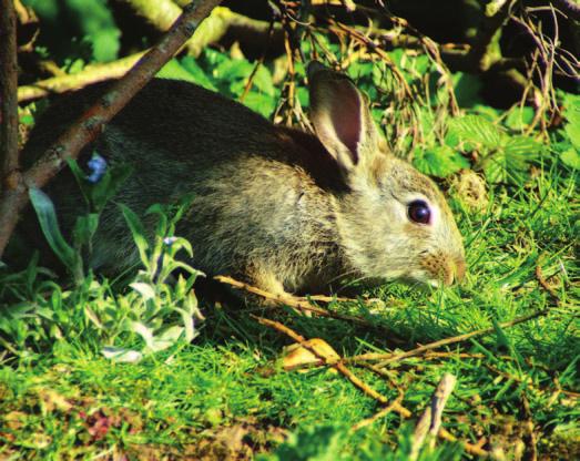 Plants help keep animals safe. A rabbit can hide in tall grass.