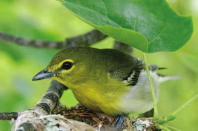 Plants can also keep animals dry. Some birds sit under leaves during a storm.