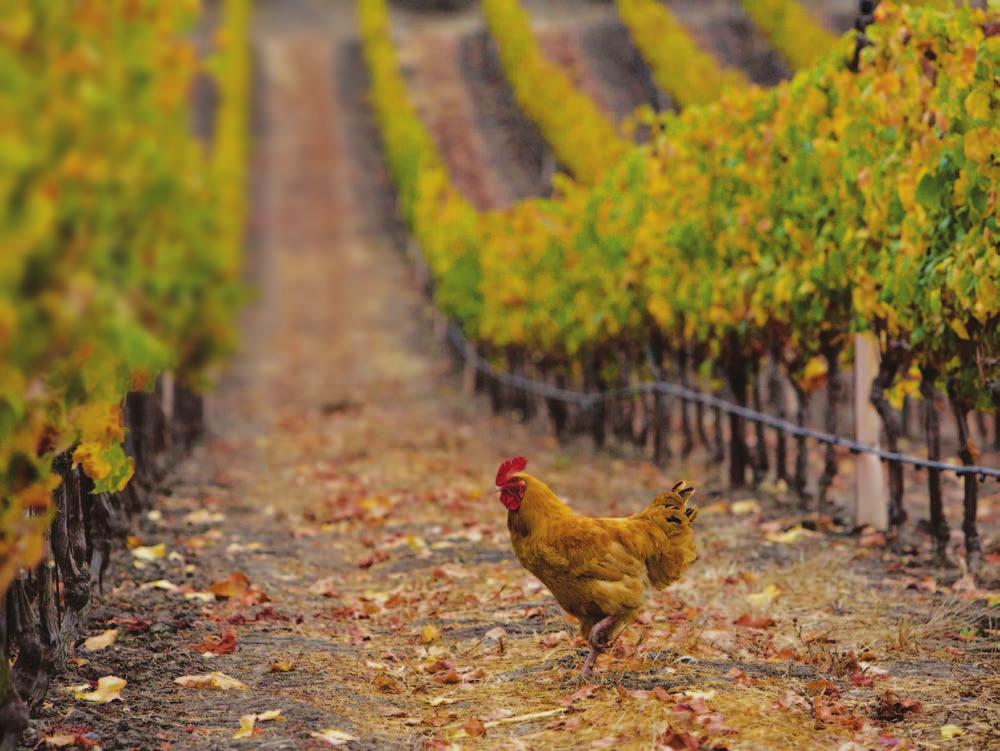CALIFORNIA GROWERS & VINTNERS EMBRACE SUSTAINABILITY In 2002, the california sustainable winegrowing program (swp) was created as an educational program to help vineyards and wineries continuously