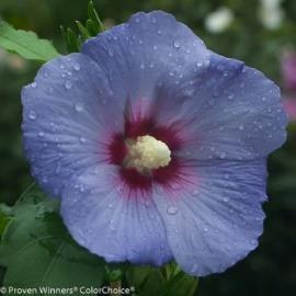 Ornamental/Blooming Trees Althea/Rose of Sharon B14: Blue