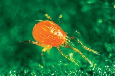 leaf roll virus Red spider mites can be controlled