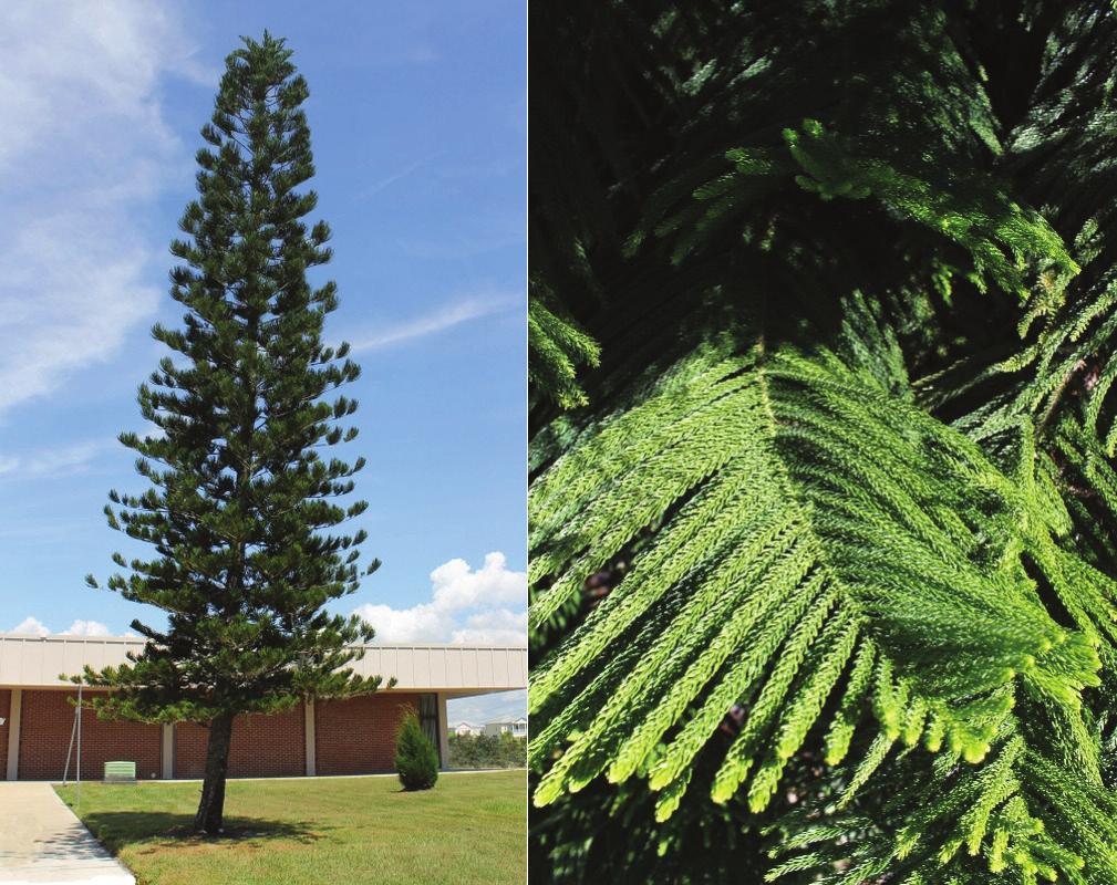 Norfolk Island Pine (Araucaria heterophylla) Australian Pine (Casuarina spp.