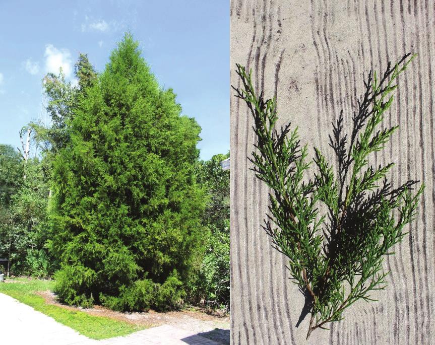 1 Red Cedar (Juniperus virginiana) Italian Cypress (Cupressus sempervirens) Florida Hardiness Zones: 8a 10b Height: 25 45 Width: 20 30 Florida Hardiness Zones: 8a 11 Leaf: Tiny, simple, opposite or