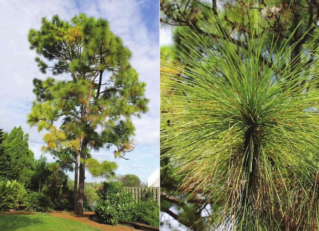 Longleaf Pine (Pinus palustris) Family: Pinaceae, pine family Florida Hardiness Zones: 8a 10a Height: 60 125 Width: 30 40 Leaf: 8 14 long needles, typically in groups of three per fascicle but