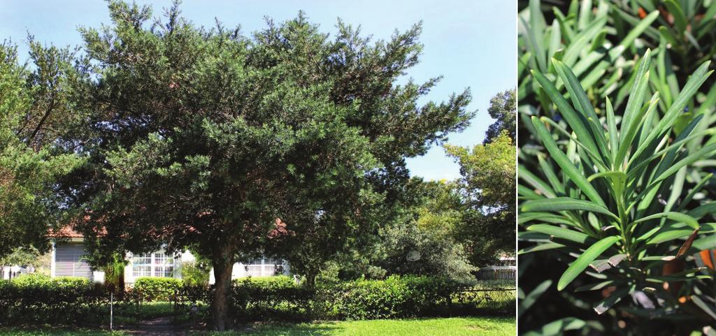 Yew Podocarpus (Podocarpus macrophyllus) Bald Cypress (Taxodium distichum) Family: Podocarpaceae, podocarpus family Florida Hardiness Zones: 8b 11 Height: 30 40 Width: 20 25 Florida Hardiness Zones: