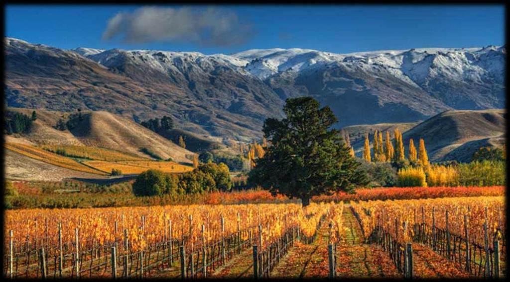 Central Otago cherries have long been known as producing some of the best fruit in the world. The region has its own unique climate, with very cold winters and warm, dry summers.