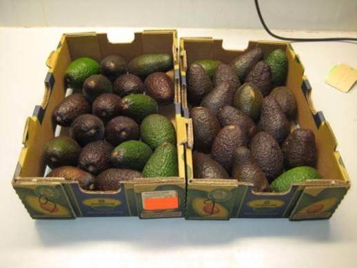 Ripening protocols We are developing ripening protocols for mango and avocado to assist the industry in making Ready2Eat fruit Hass Avocado s Keitt & Kent mango s The challenge: How to deal with the