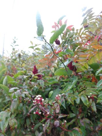 Teas Mints Dandelions Sarsparilla Saasafras Nettles New Jersey tea shrub Tea plant (zone 7) Echinacea