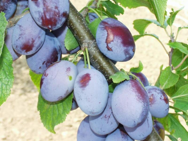 During the end of 19 th and the first half of 20 th century, prunes were one of the most important export articles of Serbia.