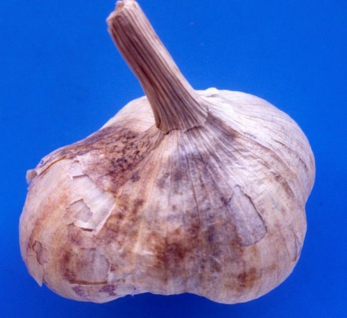 Class II (half the bulb surface) Quality tolerance Class I A total tolerance of 10 per cent, by number or weight, of garlic not satisfying the requirements of the class but meeting those of Class II