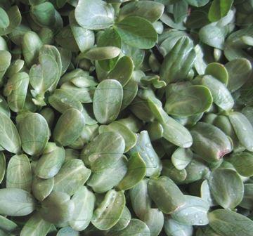 Everybody loves sunflower sprouts. They are micro-greens that stand 10 inches tall with leaves nearly 1 inch across. They have a lot of body and a unique, almost nutty flavor.