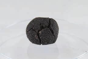 TRUFFLE MARKET WITH ASSURED QUALITY AND ORIGIN Direct sale from truffle farmers from the main production areas in Europe.