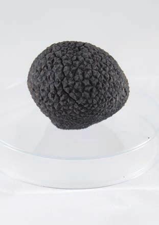 of Truffles - 2016 Edition : All the truffles must be intact, firm, clean (free of earth and other organic material), undamaged by freezing, rot or pests, and free from strange aromas.