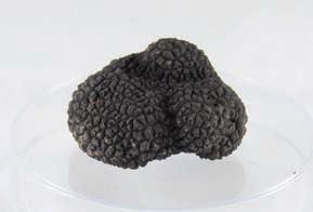 Damage does not affect the appearance and general quality of the truffle. Slight flaws in shape, colour or superficial abrasion allowed. Second Category Over 5g. (whole or in pieces).