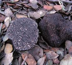 EXHIBITION OF TRUFFLES AND AROMAS Exhibition of hypogeous fungi and in particular the main species of