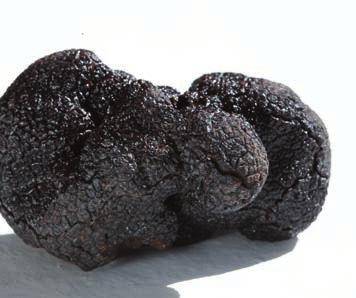 Ten Fascinating Trufforum Facts 1 Tuber melanosporum is the scientific name of the European black truffle.