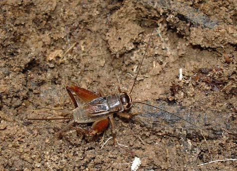 Gryllidae: features ovipositor Orthoptera in the UK In the UK, a number of Orthoptera are on the