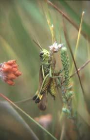 30 Orthoptera are considered native to the British Isles, of which 27 occur on the mainland: