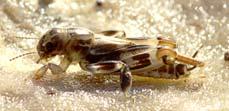 Tetrigidae (3 spp) Orthoptera: conservation 6 species have recognised conservation status in the