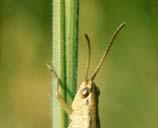 grasshopper) Normally