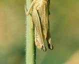 macropterous in hot summers