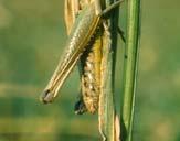 Female Male Acrididae: life