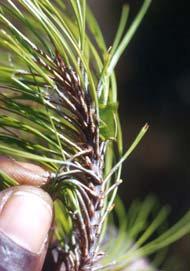 Eumastaceidae: Plagiotriptus (Manowia): a forest defoliator of C&E.