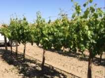 DISEASE INCIDENCE INCREASES WITH VINEYARD AGE 100 80 60