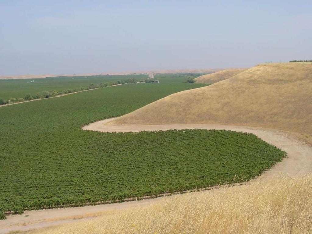 December February March VINEYARD ACREAGE IN CALIFORNIA ~900K ACRES HIGH COST OF PRUNING FEWER