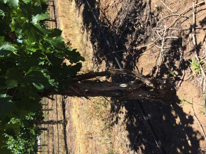 1. Basal buds push into new shoots at base of trunk 2. Trunk sucker is trained up trellis system 3. Old vine kept in place for 1-2 yrs. OR 1.