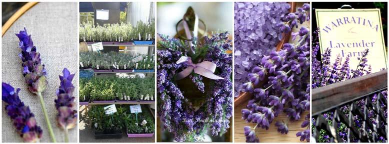 RETAIL NEWSLETTER NOV/DEC 2016 COMING SOON NEWS & EVENTS - WITH ANNEMARIE MANDERS 26-27 NOVEMBER Warratina Lavender Farm is hosting its annual Open Garden Weekend!