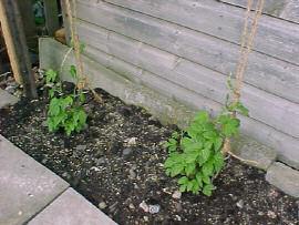 Here s where it all starts, Kentish Goldings and Fuggles hops starting life in the