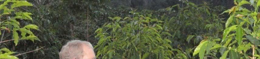 Beauveria efficacy trial in heavily infested coffee in Honomalino