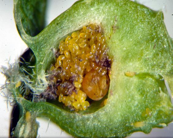 treatments over the season as new infestations occur. Grape Phylloxera. Grape phylloxera is an aphid-like insect with a complex lifecycle that causes galls on either roots or leaves.
