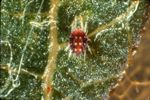 miticides are more effective against one than the other. Problems with spider mites tend to be more serious in hot and dry years. Fig. 13. Highly magnified. Photo by J. Ogrodnick.