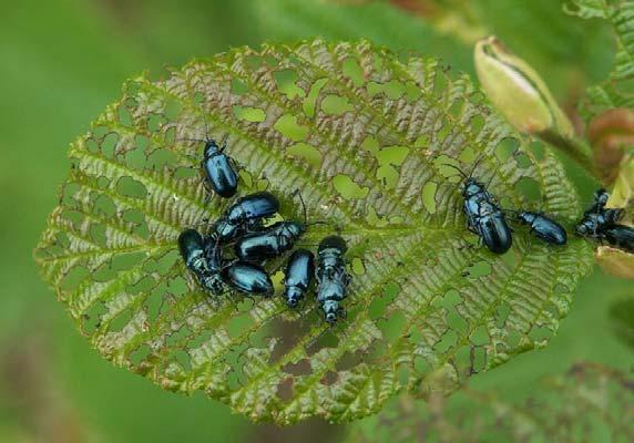 Flea beetles Manage weeds Cover plants Surround