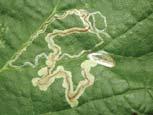 Leaf Miner Damage Small maggots of tiny flies hatch from eggs and live in leaves Light