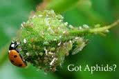 Aphids Give birth to live aphids Population declines with heat Honeydew, ants Lady beetle, lacewing