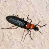 Blister beetles Shake off plant and step