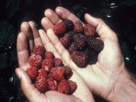 Summer-bearing Purple Raspberry Varieties Harvest Season ~