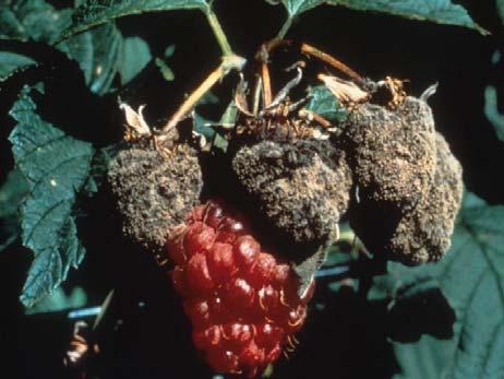 fruit Raspberry Virus Control Bramble Harvest Certified