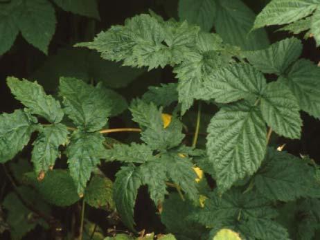 Aphids transmit virus from diseased plants Avg.