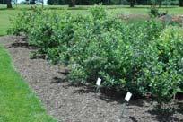 Blueberry Spacing Blueberry Establishment 4 between plants 10 between rows Add amendments 1gal peat moss in each planting hole Keep well watered Remove flowers