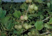 Can I plant ribes in my home garden? Black currants prohibited in NJ unless resistant variety with Division of Plant Industry, NJ Dept. of Ag.