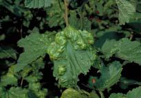 susceptible varieties Currants Jonkheer Van Tets Rovada Gooseberries Captivator Pixwell Invicta Fungicide sulfur Currant aphid control Encourage beneficial insects