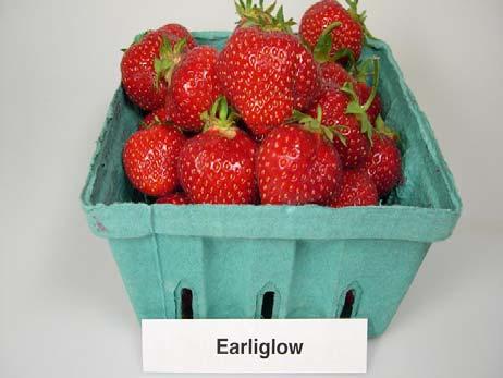 Day Neutral Strawberry Production Calendar Year 1 plant early spring March/April remove flowers for 6 weeks encourage plants to form a