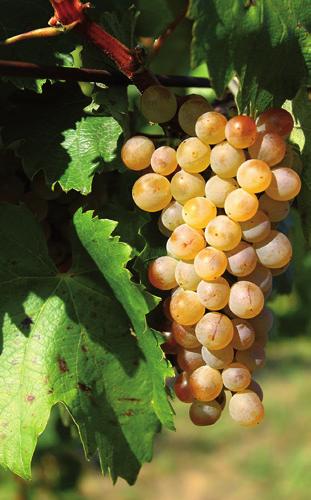 B1 - Moslavina Najzastupljenije bijele sorte: Graševina, Škrlet, Chardonnay, Pinot bijeli, Rajnski rizling i