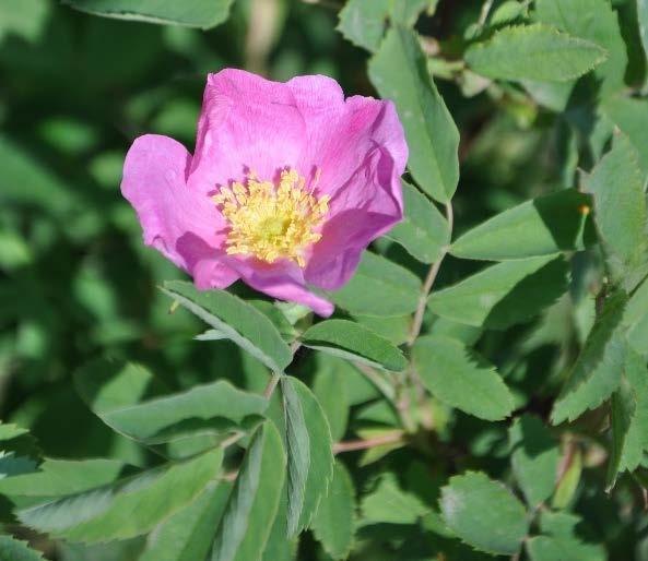 15 Rosa acicularis - prickly rose Best